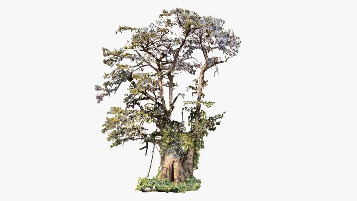 Big Cypress 3D Model