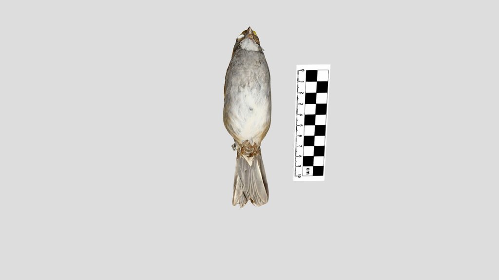 Passerellidae: white-throated sparrow