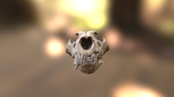 Lioness Skull 3D Model