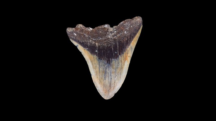 Fossilized Megladon Tooth 3D Model