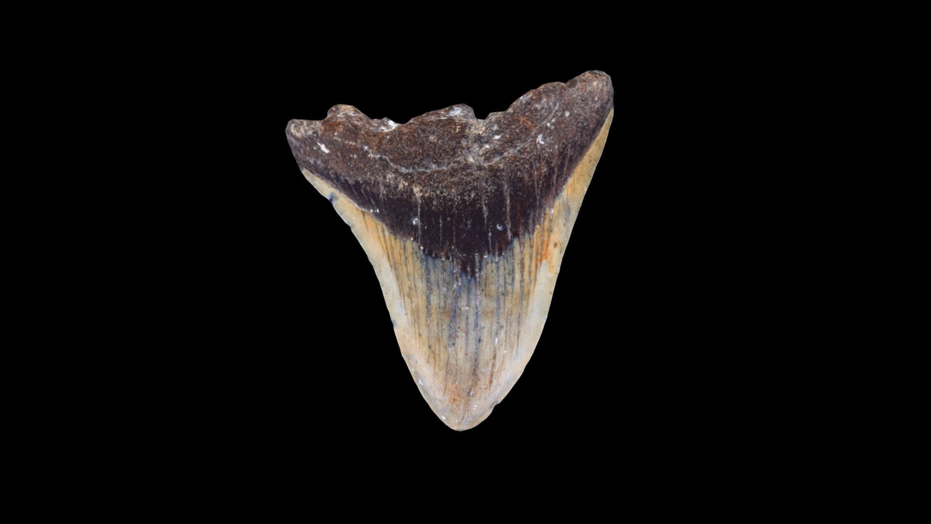 3D model Fossilized Megladon Tooth - This is a 3D model of the Fossilized Megladon Tooth. The 3D model is about a close-up of a rock.