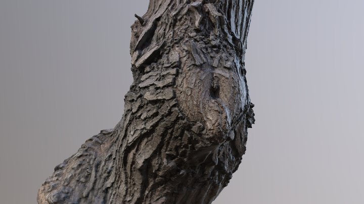 Tree test 1 3D Model