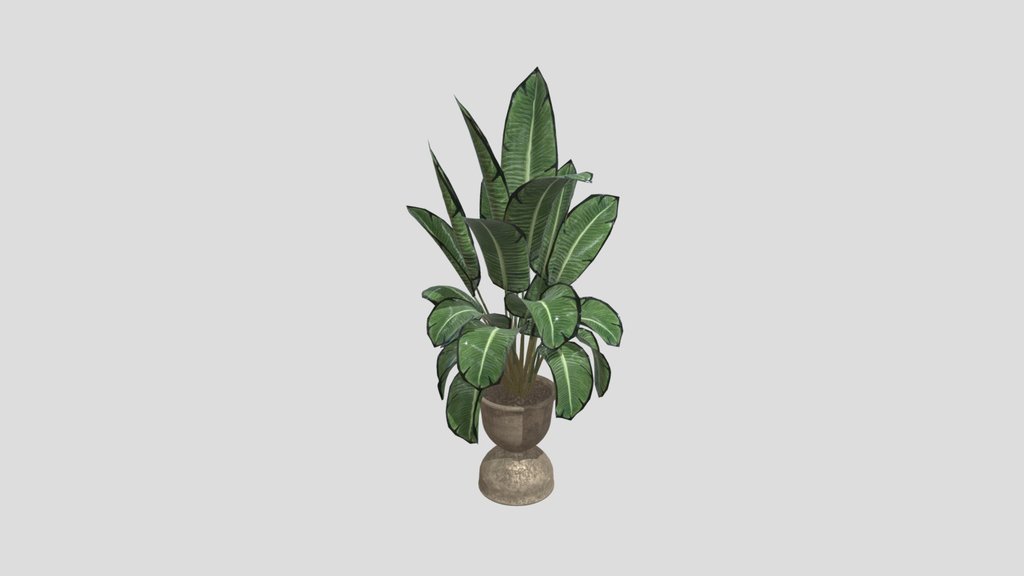 Plant