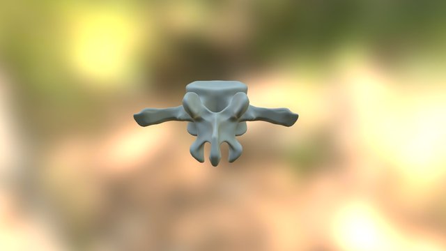 Lumbar Vertebrae 3D Model