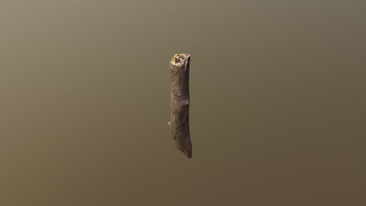 Wood Debris 3D Model