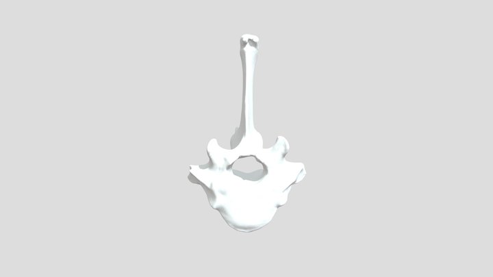 Vertebra Torácica 11 (Lama guanicoe) 3D Model