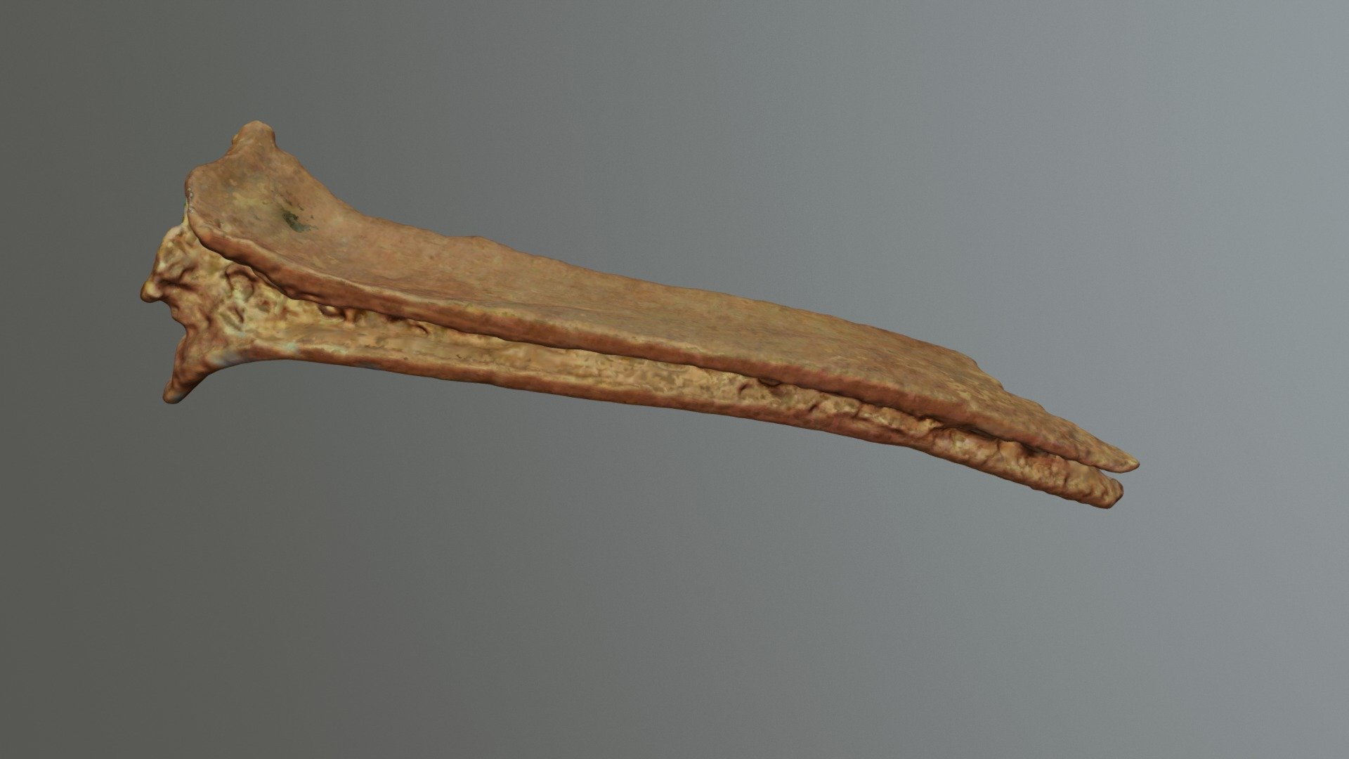 Butchered Cow Rib (VCU_3D_3166) - Download Free 3D model by Virtual ...
