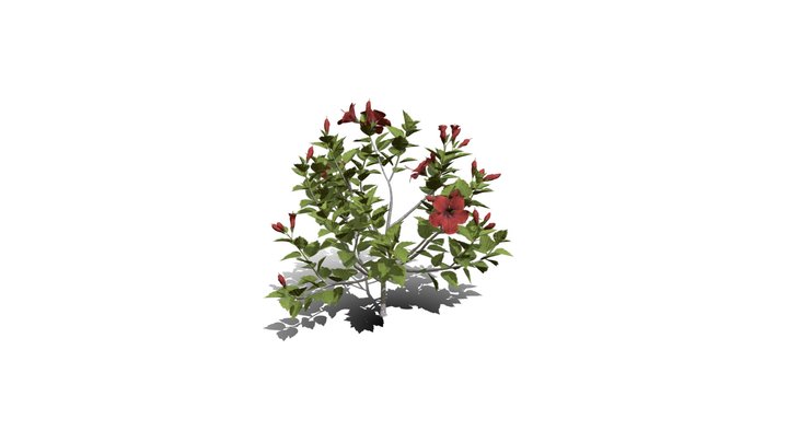 Realistic HD Chinese hibiscus (6/20) 3D Model