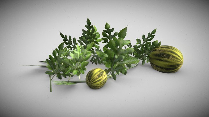 Watermelon Bush 3D Model