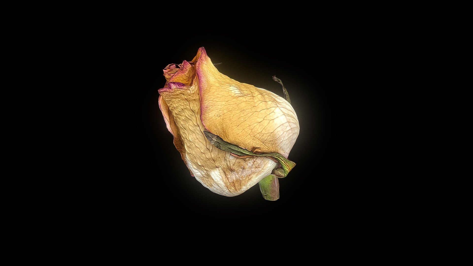 A Dying Rose