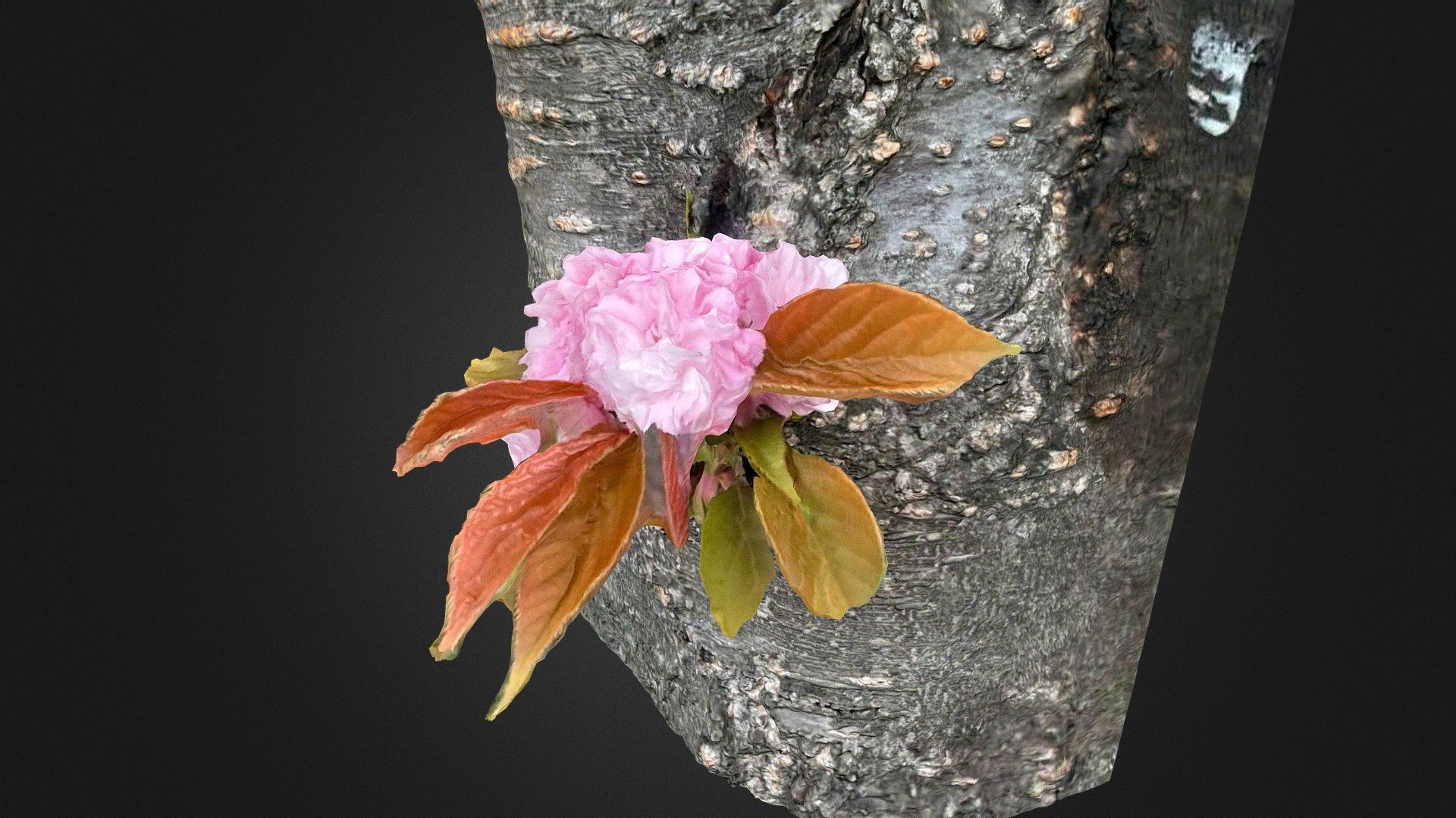 八重桜