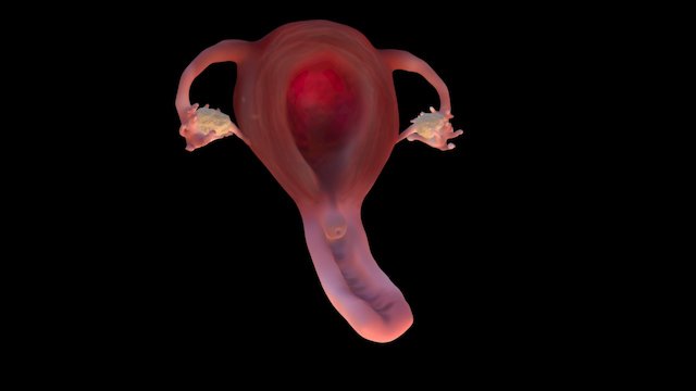 Uterus and Vagina 3D Model