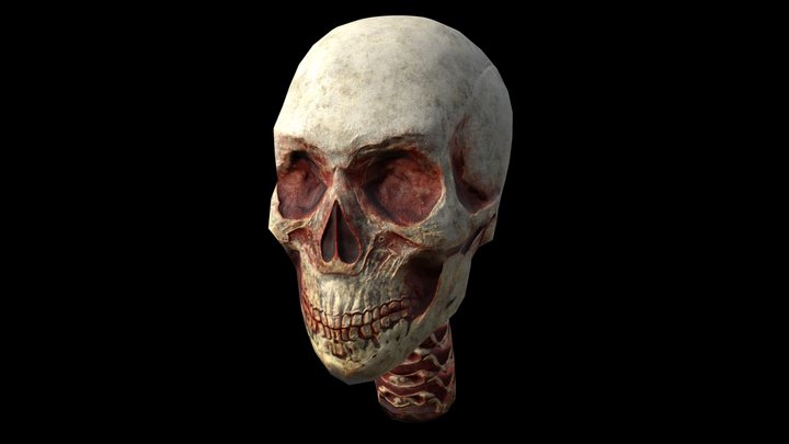 Skull 3D Model