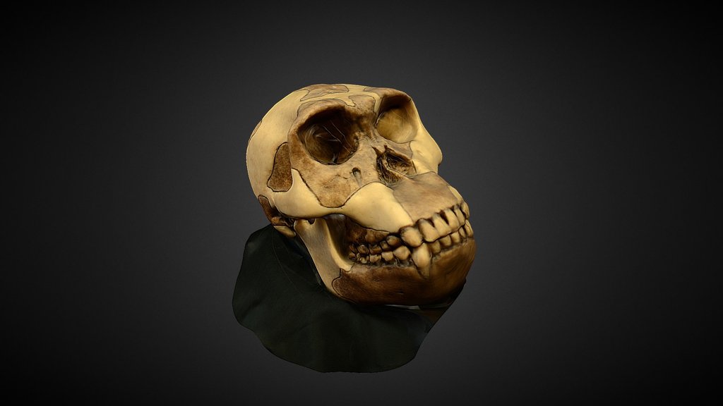 Homo Habilis