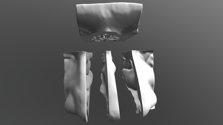 Internal morphology, Nasal cavity, Soft tissues – Free 3D Model STL