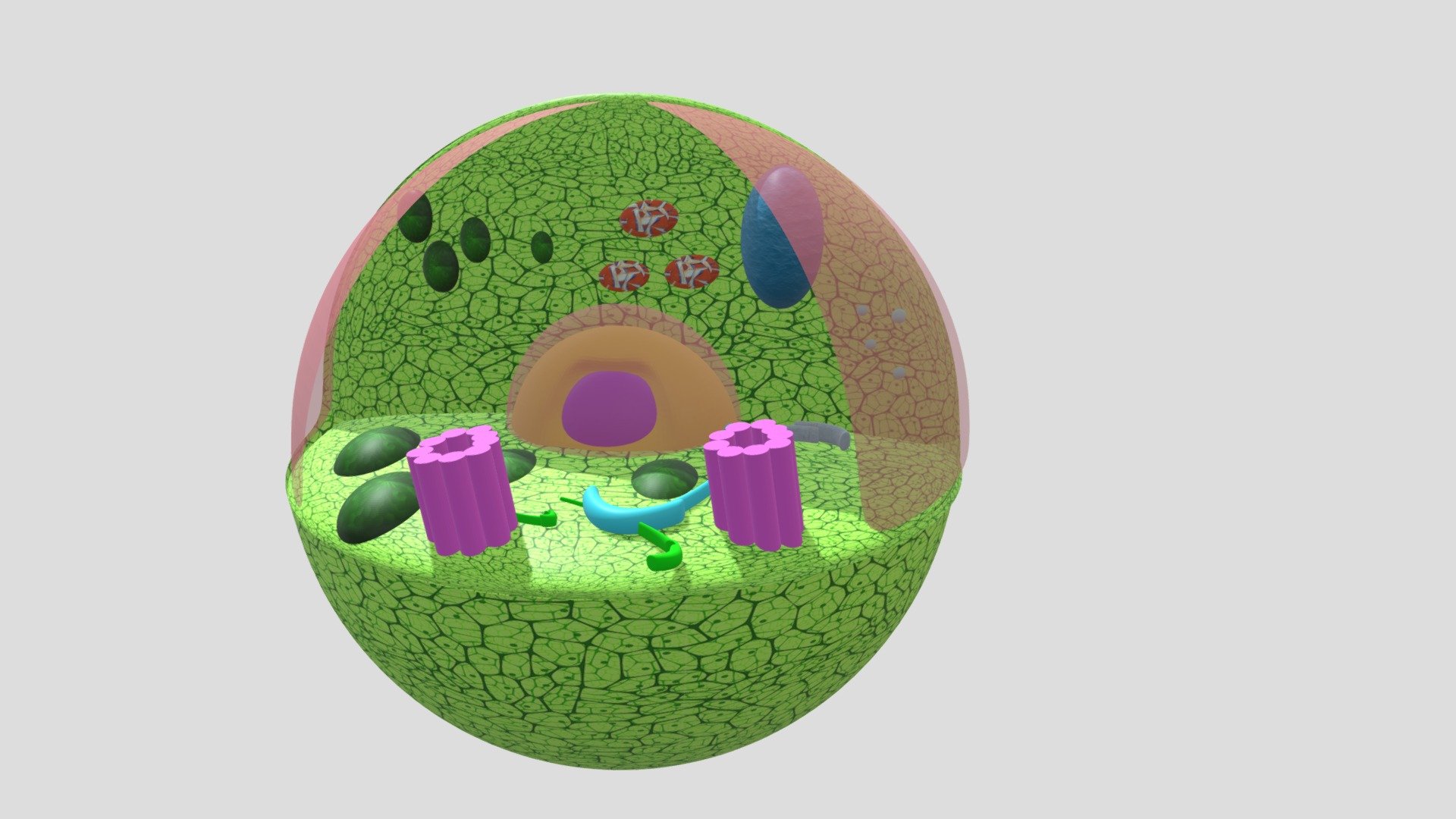 Animal Cell 3D Model Download Free 3D model by AnkerMan [807f53a