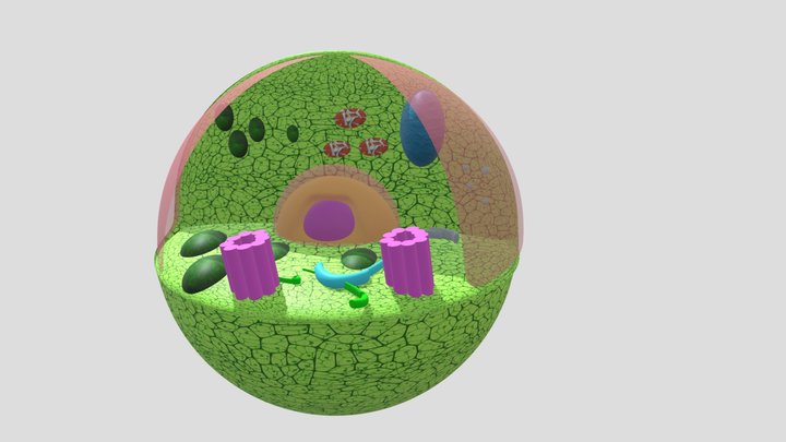 Animal Cell 3D Model 3D Model