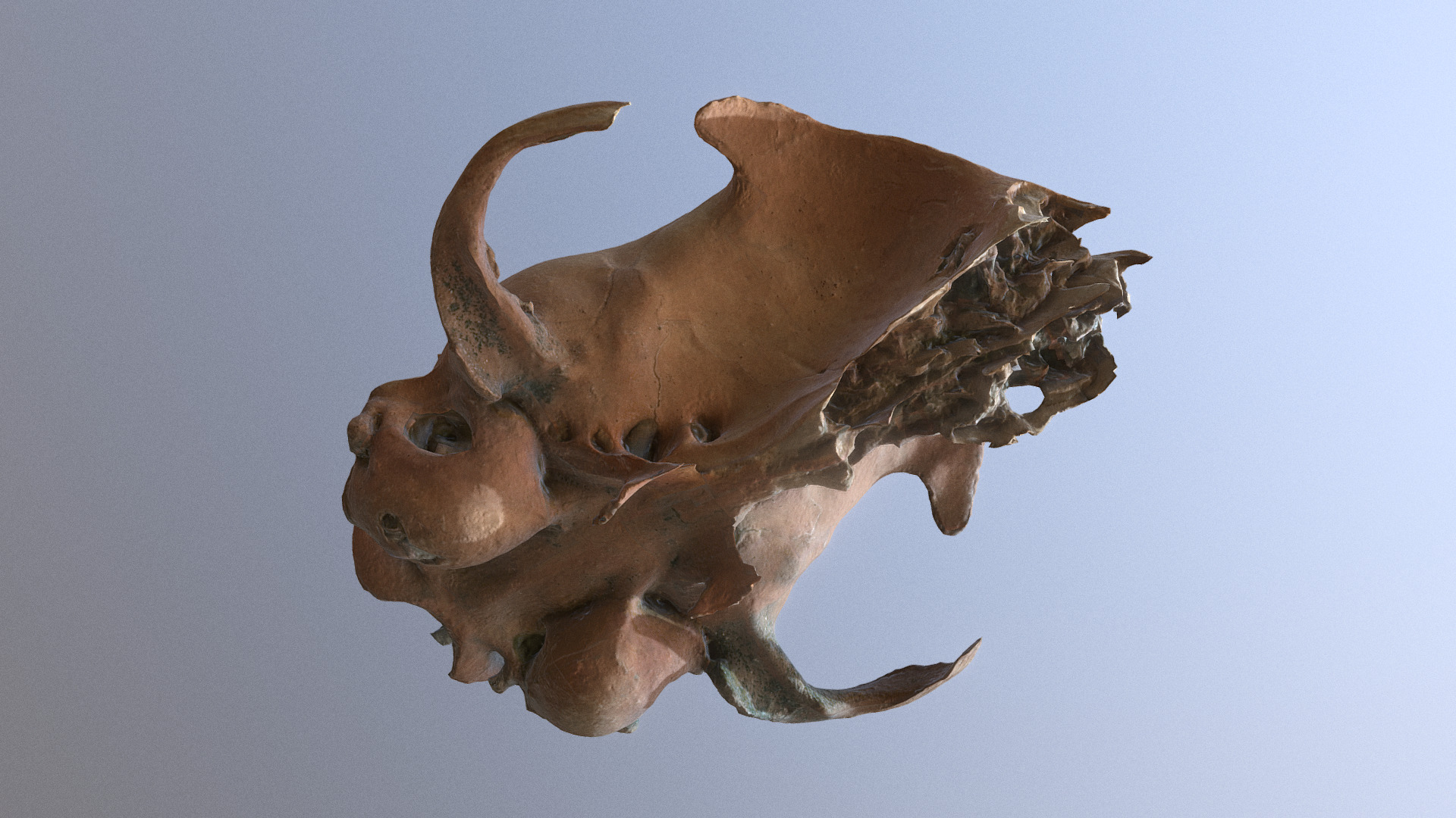 3D model Small Skull nr 2 (high poly) - This is a 3D model of the Small Skull nr 2 (high poly). The 3D model is about a small brown animal.