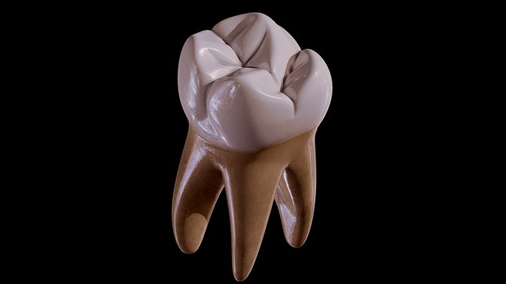 Human Tooth 3D Model