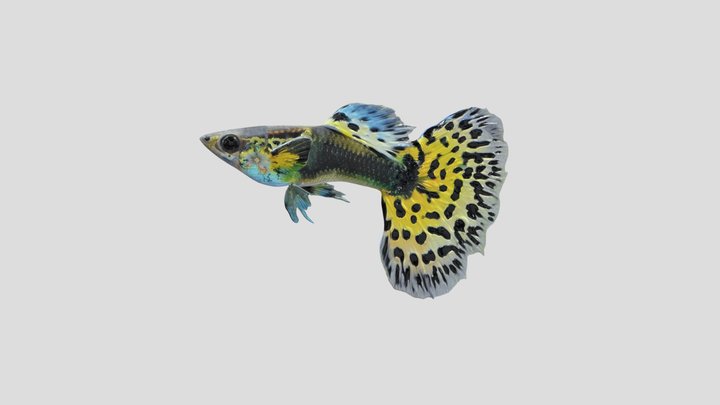 Half Black Yellow Guppy Male – Modelo 3D gratuito STL