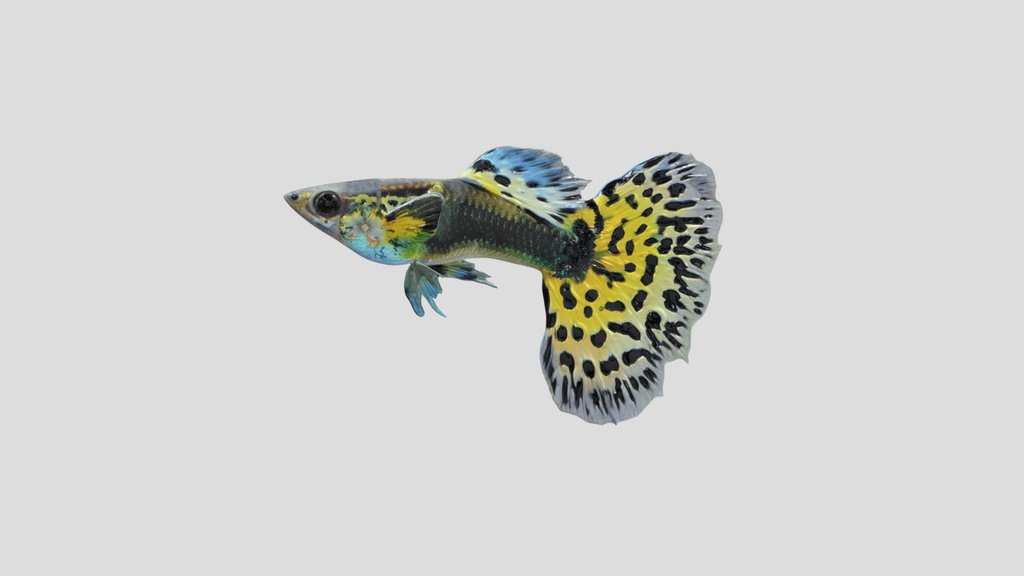 Half Black Yellow Guppy Male