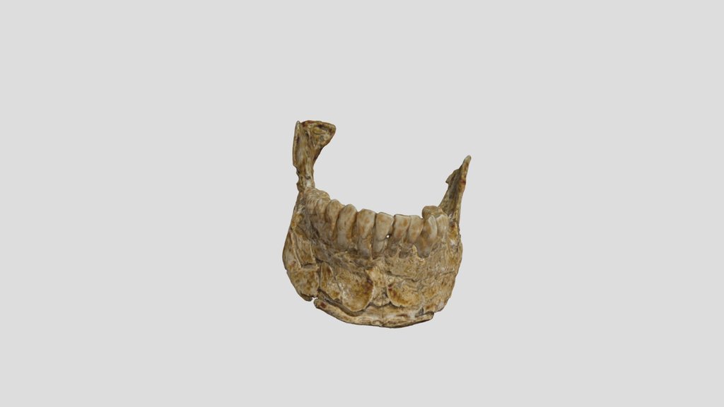 Qafzeh 9 - Mandible
