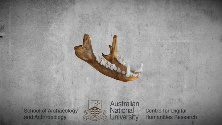 Quoll jaw 3D Model