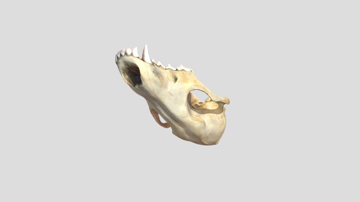 Canis_aureus_F_SAP.ZOO.41_sca 3D Model