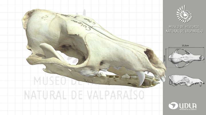 Craneo de zorro Culpeo / Culpeo Skull 3D Model