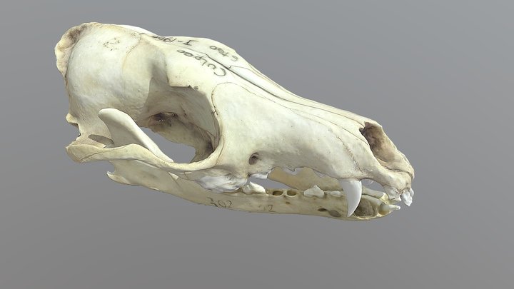 Craneo de zorro Culpeo / Culpeo Skull 3D Model