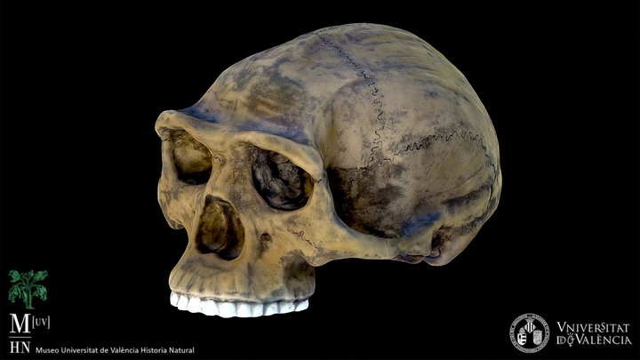 Homo erectus (recreación) 3D Model