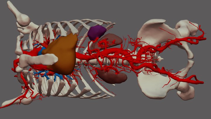 Thorax angio-CT 3D Model