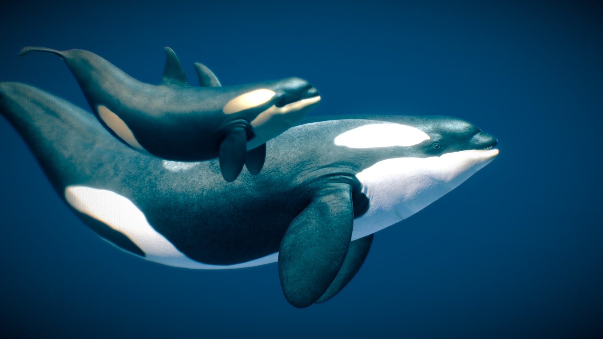 Killer Whale — Type B ♀ — Sketchfab embed 3D viewer