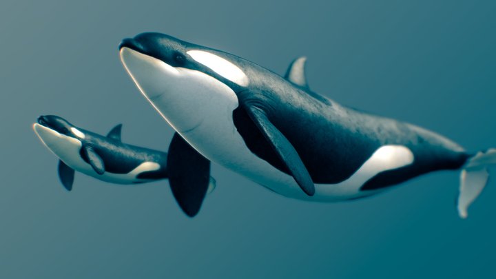 Killer Whale — Type B ♀ 3D Model