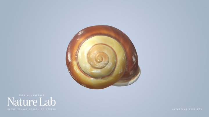 Large Brown Land Snail Shell