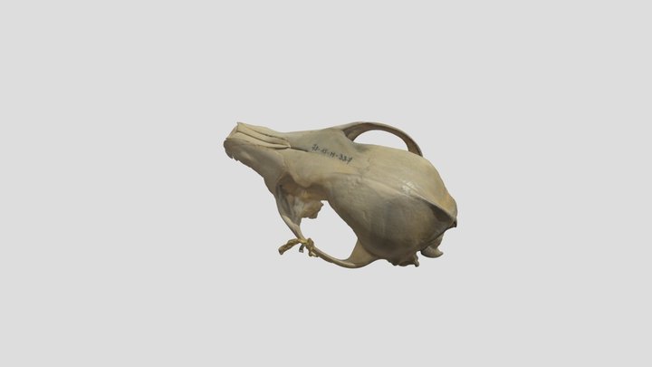 Canis lupaster 3D Model