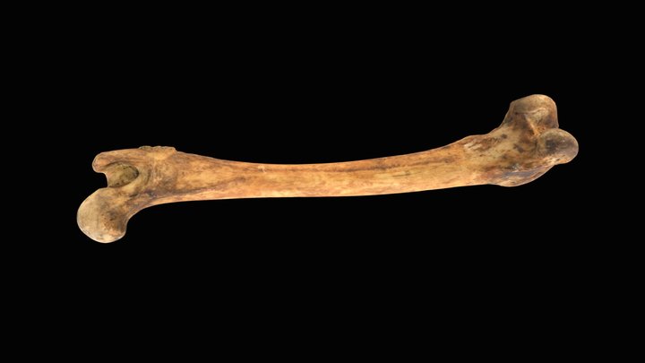 Femur de perro doméstico/ domestic dog femur 3D Model