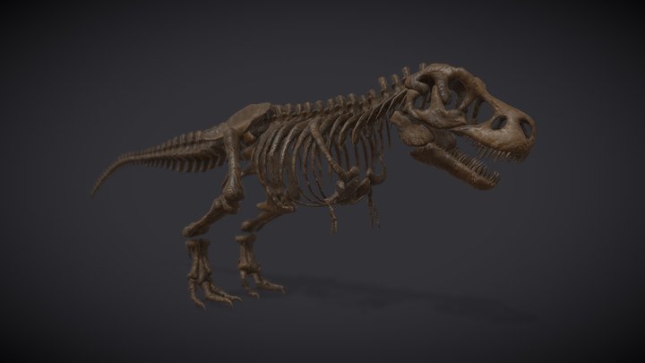 Museum Of Natural History | Tyranosaurus Rex 3D Model