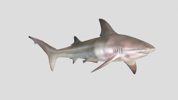 Carcharhinus leucas 3D Model