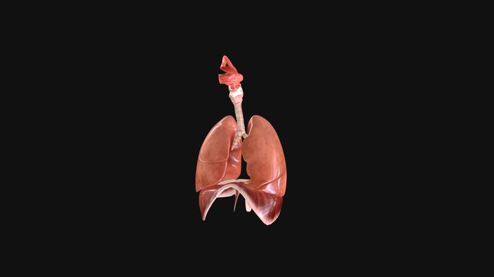 Respiratory System 3D Model