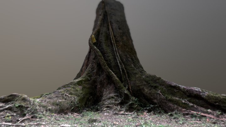 Large tree trunk 3D Model