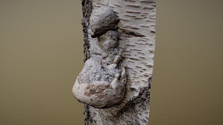 Tree Fungus – Free 3D Model STL