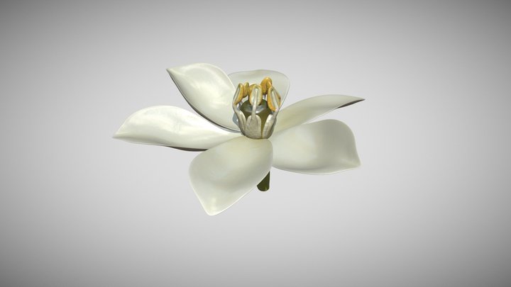 Flower 3D Scan Photogrammetry 3D Model