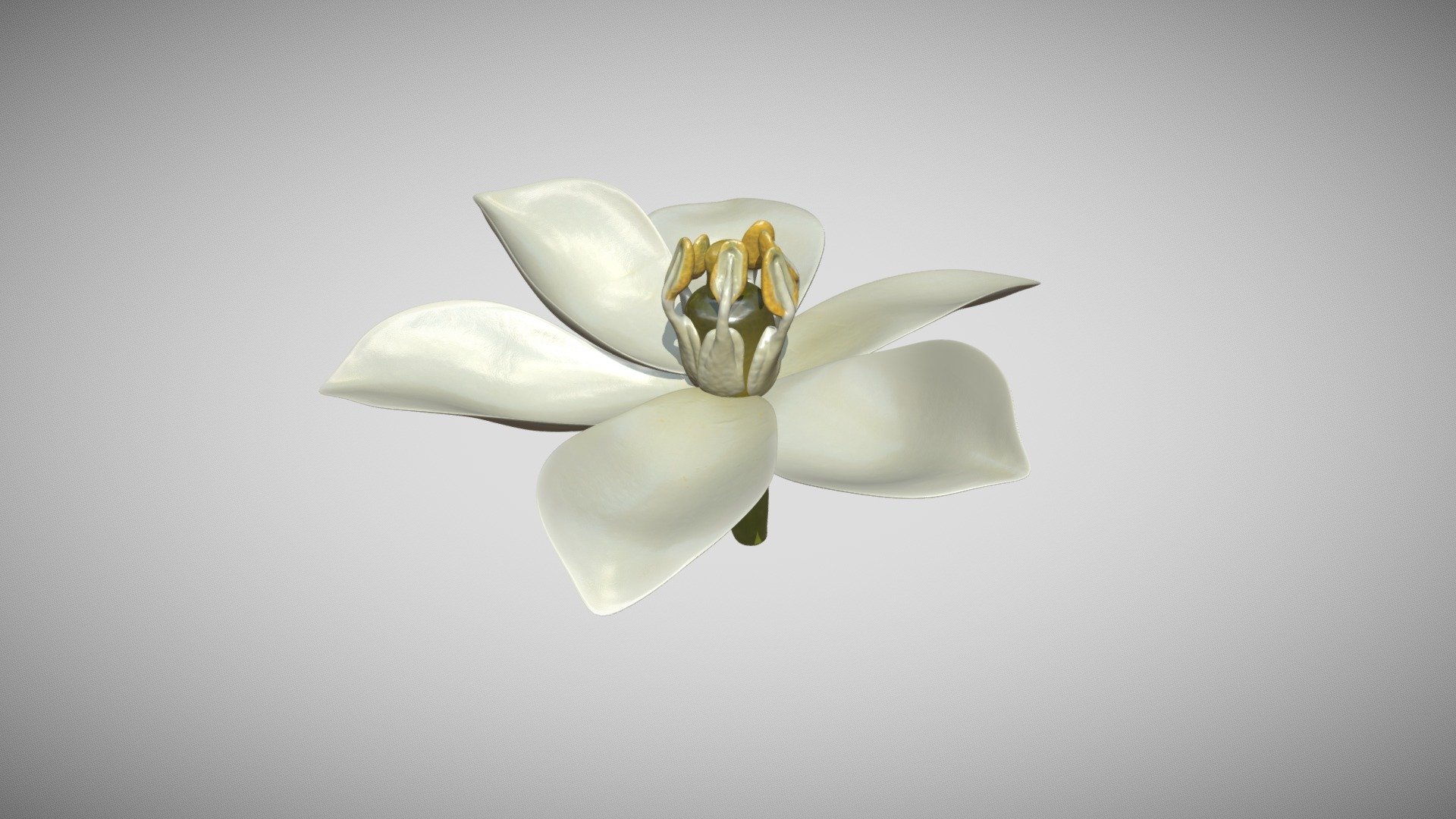 Flower 3D Scan Photogrammetry