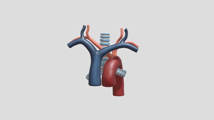 Trachea in the superior mediastinum 3D Model