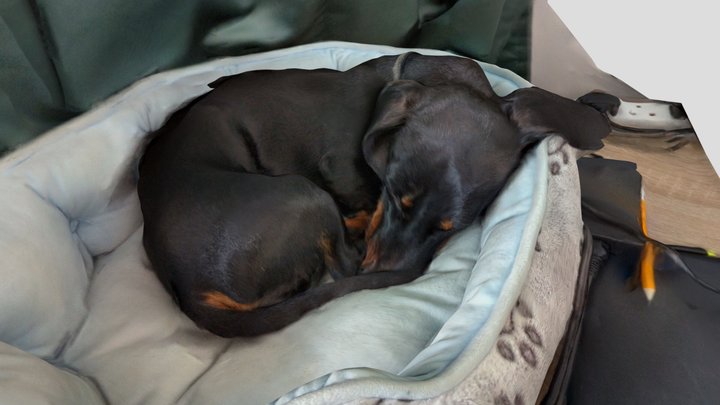 Dachshund Dog Sleeping 3D Model