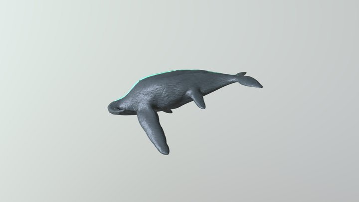 Sea creature 3D Model