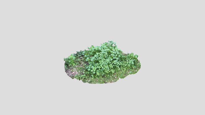Boboli Weeds 3D Model