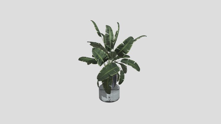 Tree Indoor