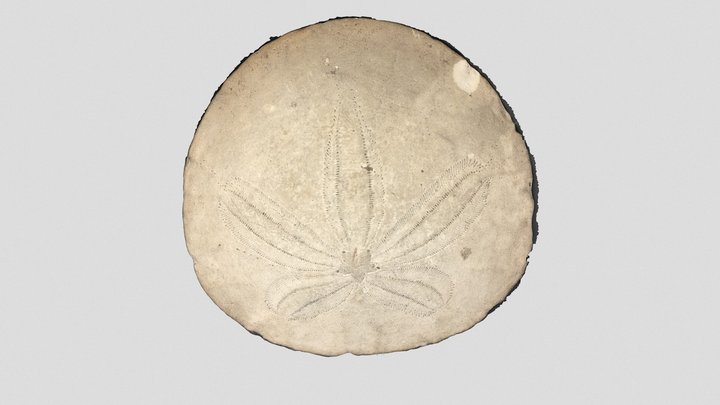 Fossil 24 3D Model